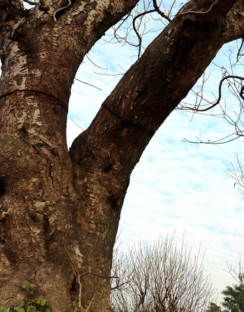 Vườn đào cổ thụ Hải Phòng chờ Tết